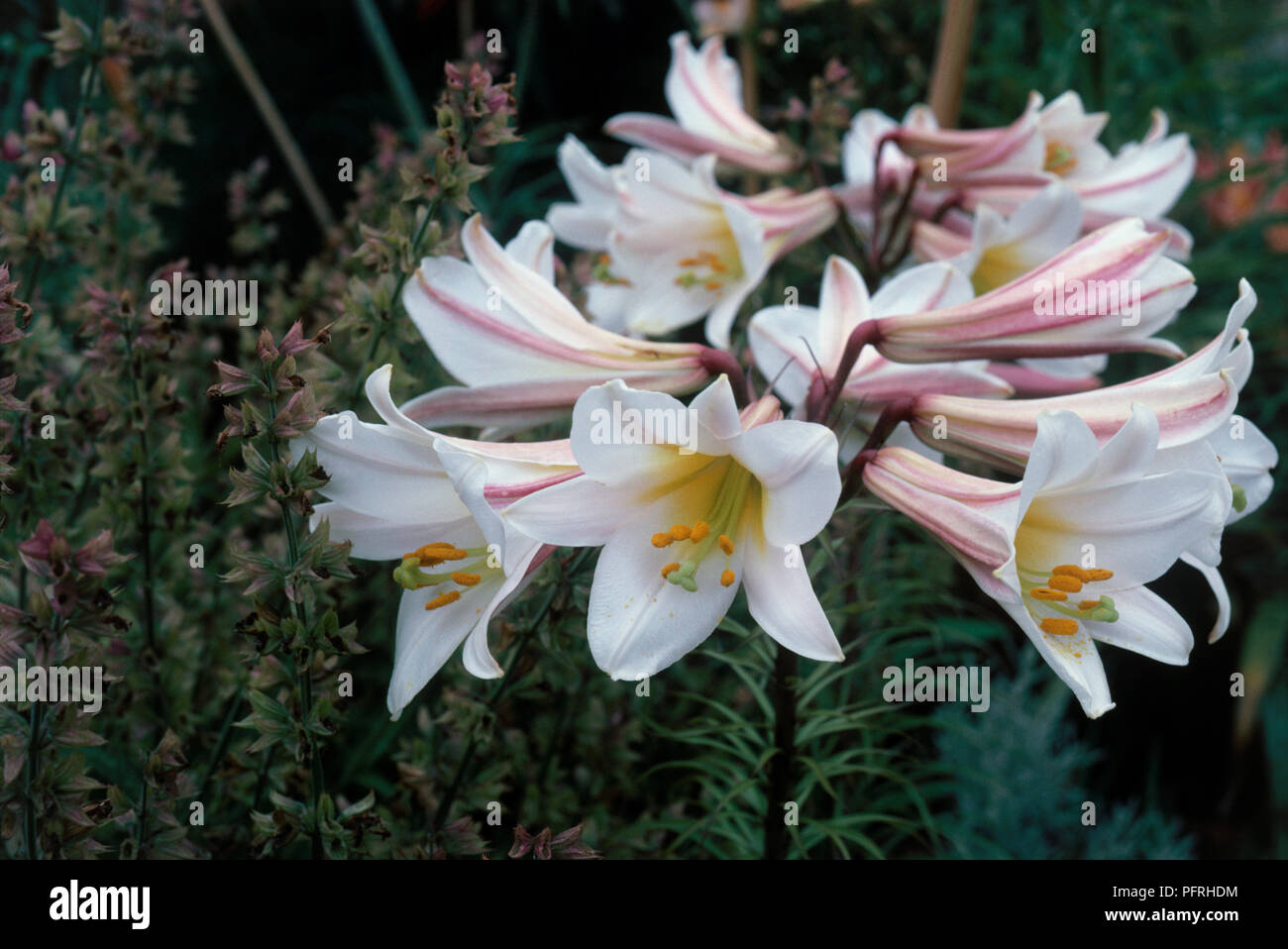 In der Nähe von weißen und rosa Blüten von Lilium Regale (Lily) Stockfoto