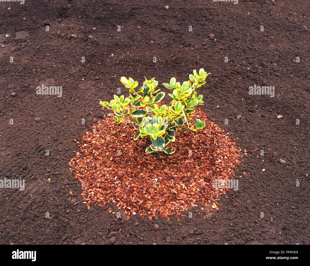 Bunt Euonymus japonicus (Japanische Spindel) mit Mulch mounded bis rund um die Basis der Strauch Stockfoto