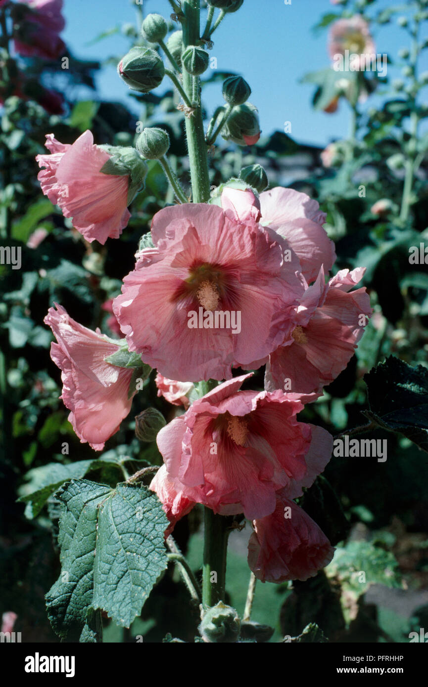 Alcea rosea (Malve), in der Nähe von Rosa Blüten und Knospen Stockfoto
