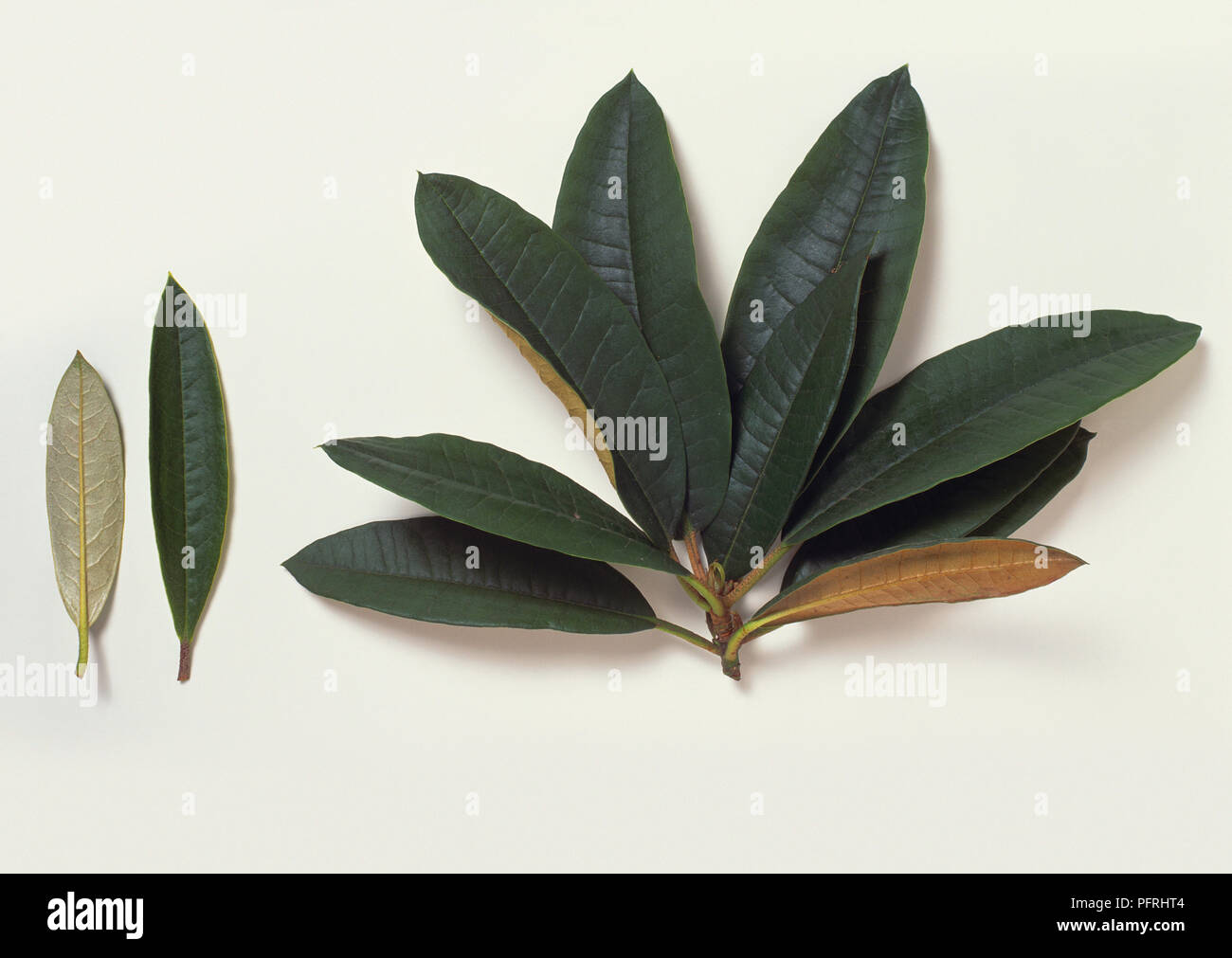 Rhododendron Rhododendron arboreum (Baum), Stengel mit Blättern Stockfoto