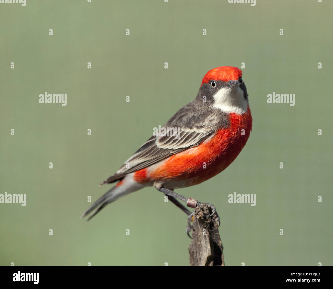 Australien, Northern Territory, Alice Springs Desert Park, Crimson Chat (Epthianura tricolor) Stockfoto