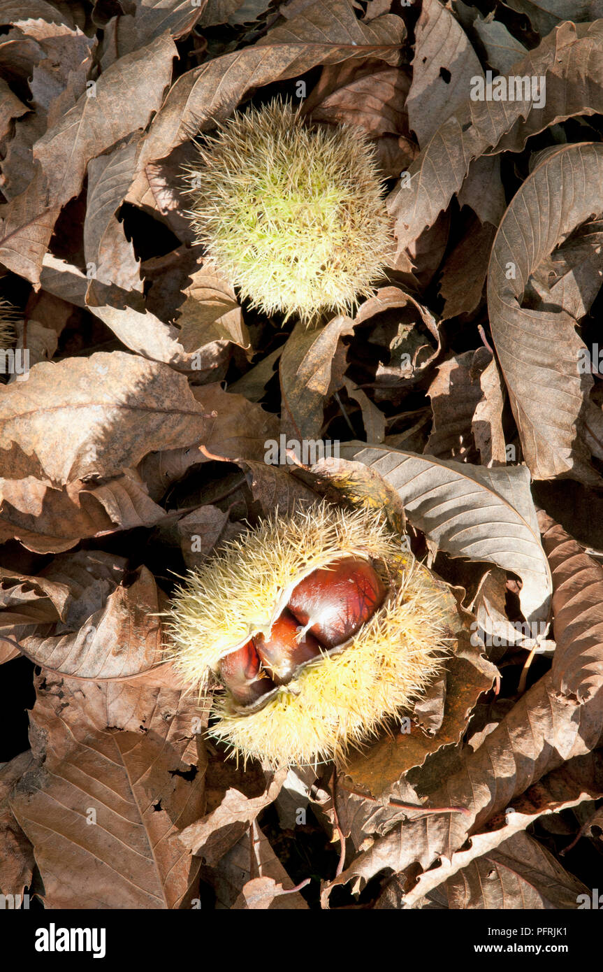 Herbst Kastanien aus Cupule unter den Gefallenen braune Blätter in Monte Amiata, Toskana Stockfoto