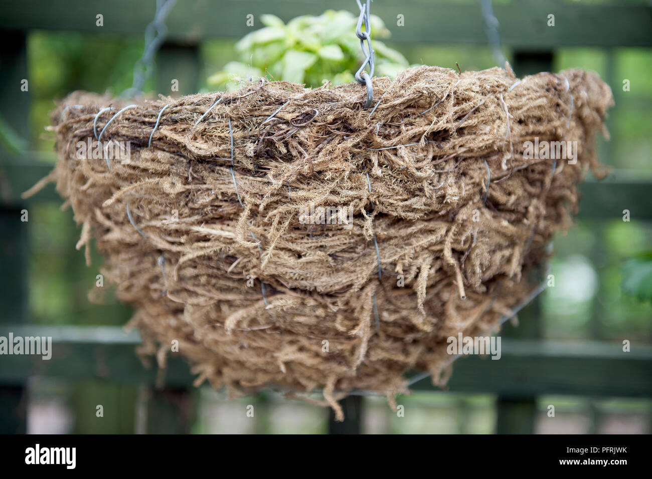 Blumenampel gesäumt mit getrocknetem Moos, close-up Stockfoto