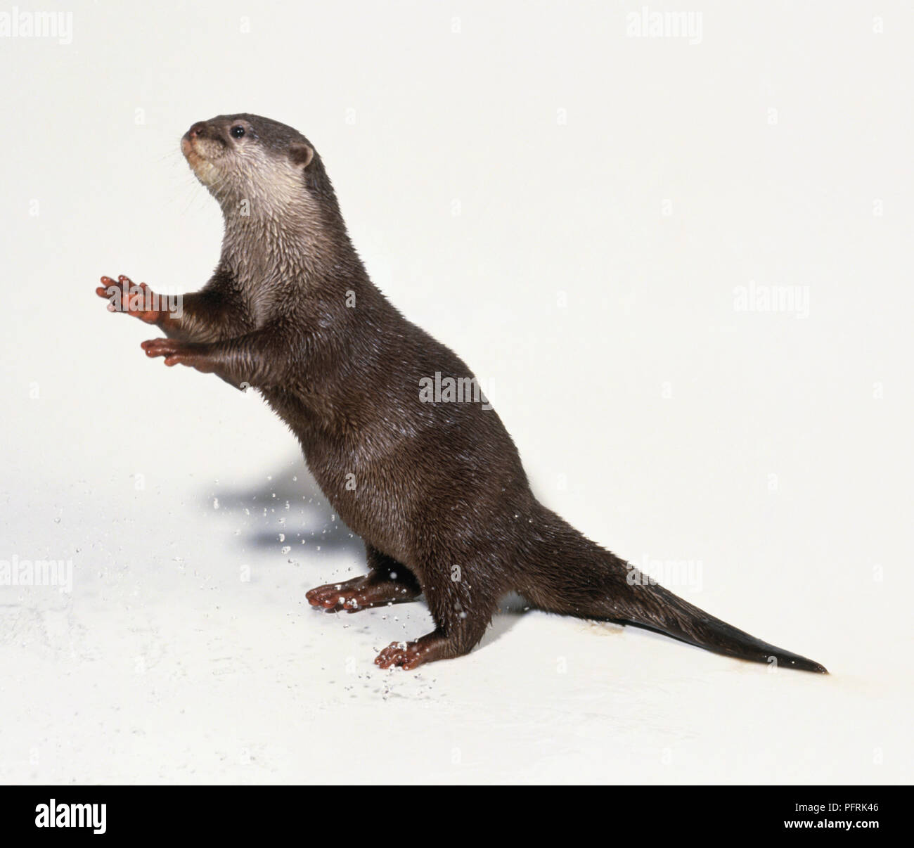 Amblonyx cinereus oder Aonyx cinerea (Oriental small-kratzte Otter, Asiatische kurze Krallen Otter) auf seinen Hinterbeinen Stockfoto