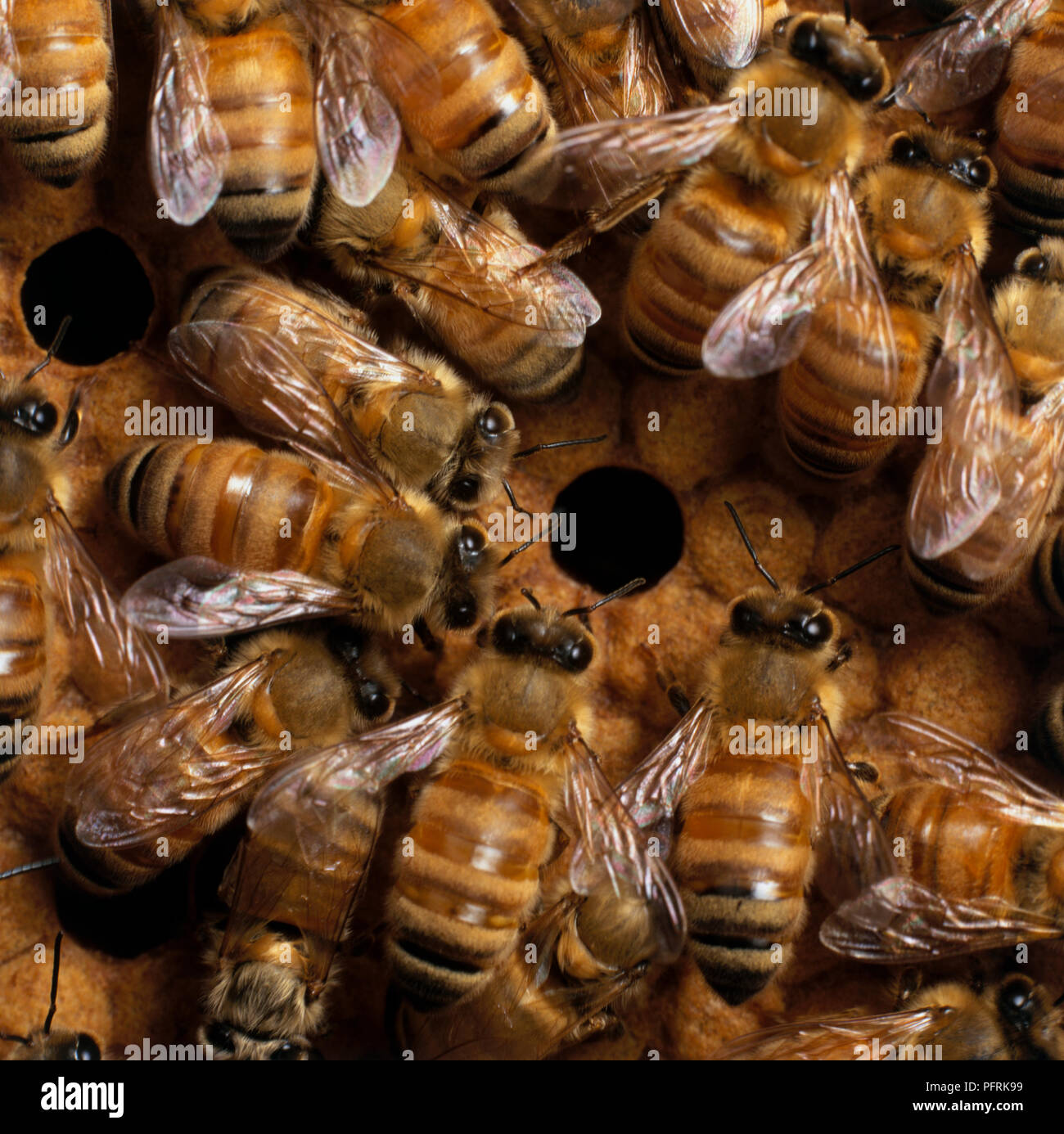 Honey Comb und Bienen, close-up Stockfoto