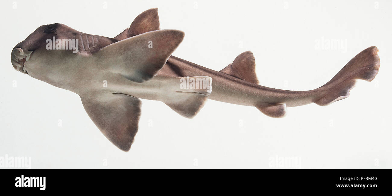 Port Jackson Hai (Heterodontus portusjacksoni) gesehen von unten in Wasser Stockfoto