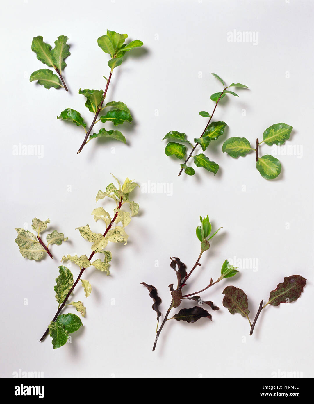 Sorten von Pittosporum tenuifolium, 'Purpureum', 'Abbotsbury Gold