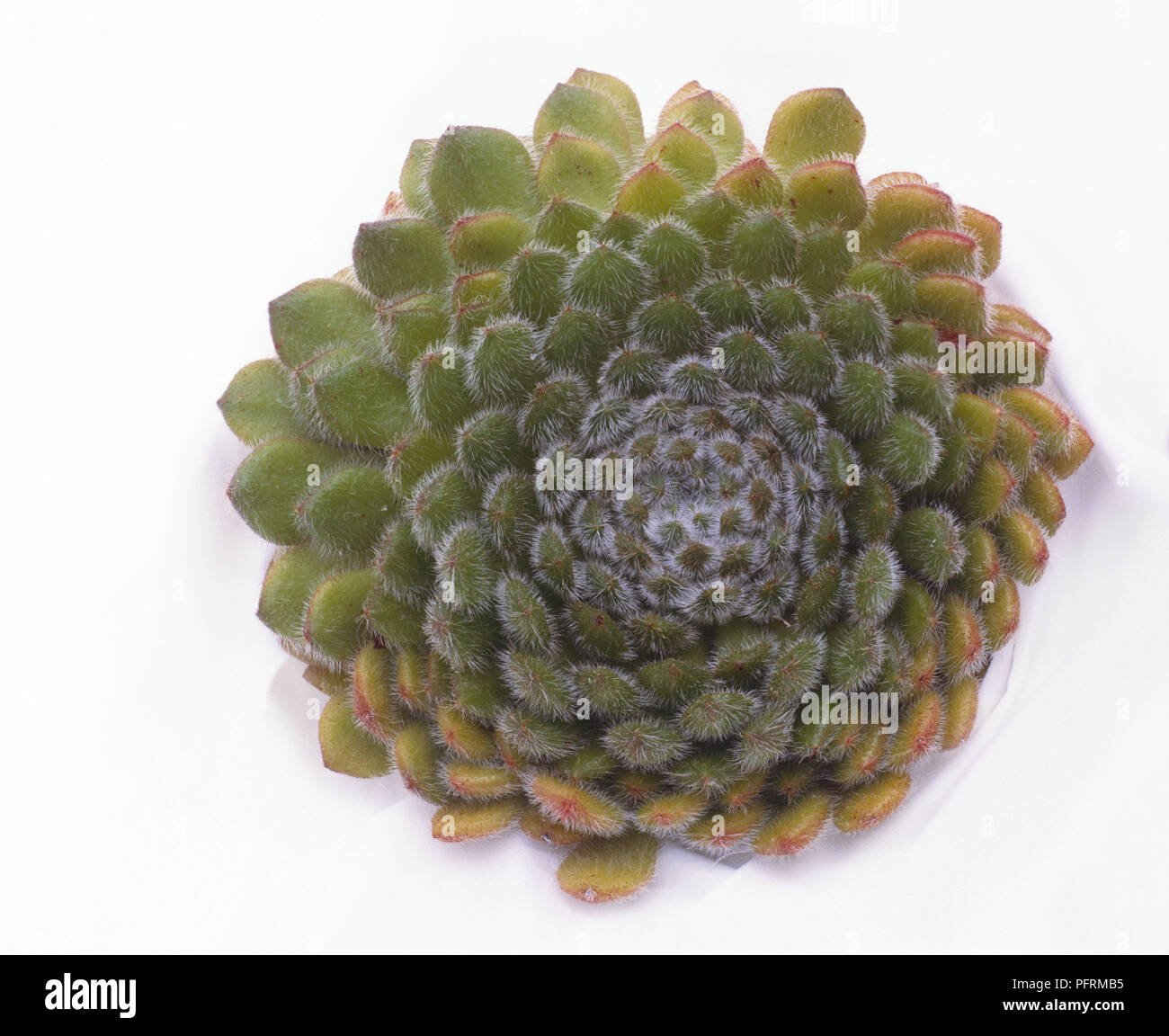 Echeveria setosa (Mexikanische Feuerwerkskörper), sukkulente Pflanze, Ansicht von oben Stockfoto