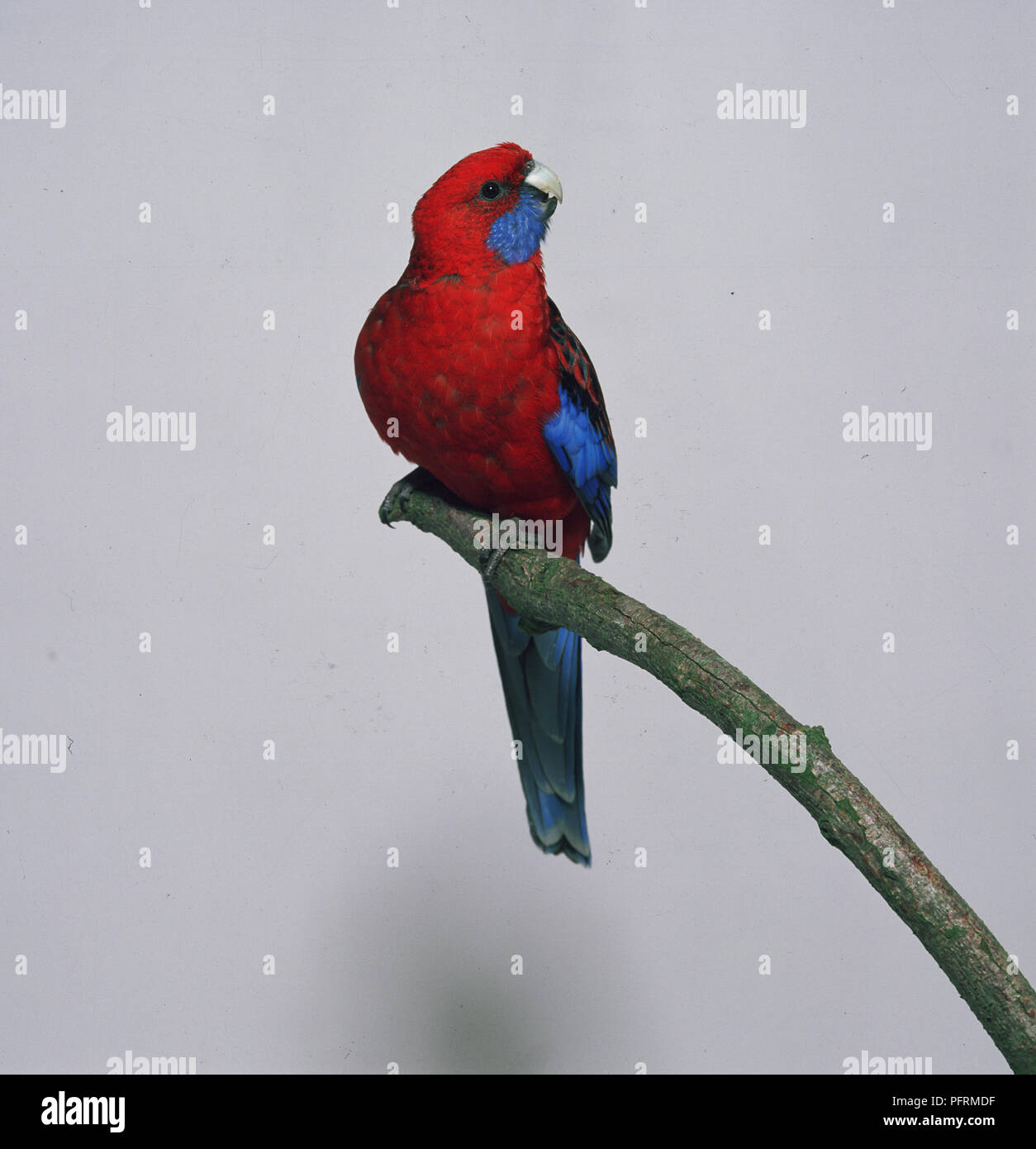 CRIMSON ROSELLA - VORDERANSICHT Stockfoto