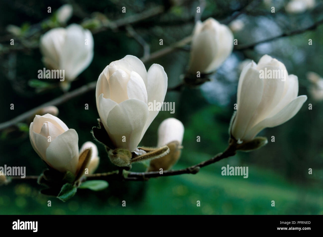 Magnolia x loebneri 'Leonard Messel', Entfaltung, weiße Blüten und Knospen, close-up Stockfoto