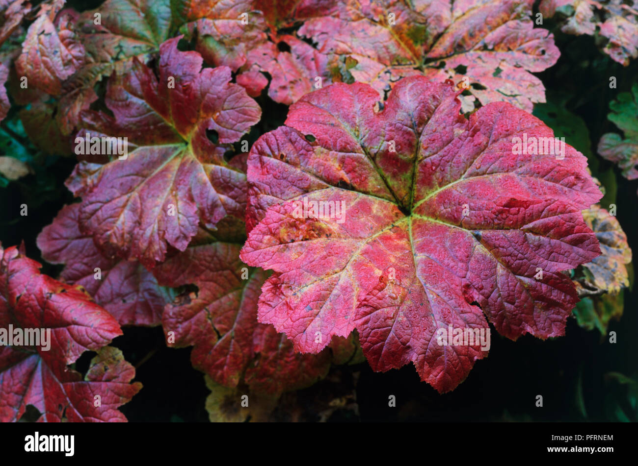 Darmera peltata (Indische Rhabarber), in der Nähe von grossen, Rot, grob gezahnte Blätter im Herbst Stockfoto