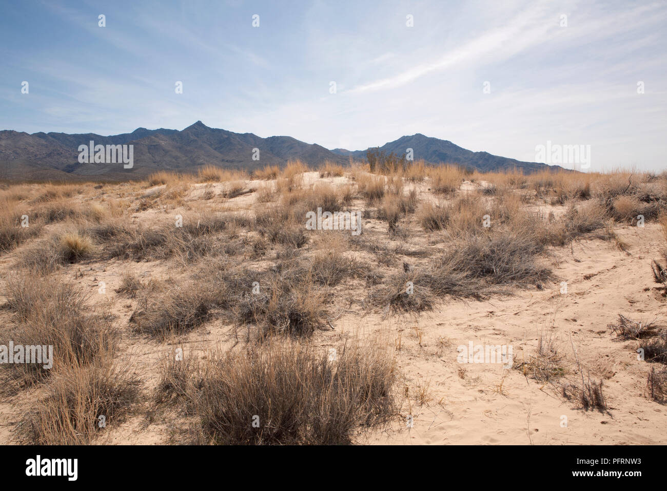USA, Kalifornien, Mojave National Preserve, Kelso Dunes (Kelso Dünenfeld), Vegetation am Fuß der Dünen Stockfoto