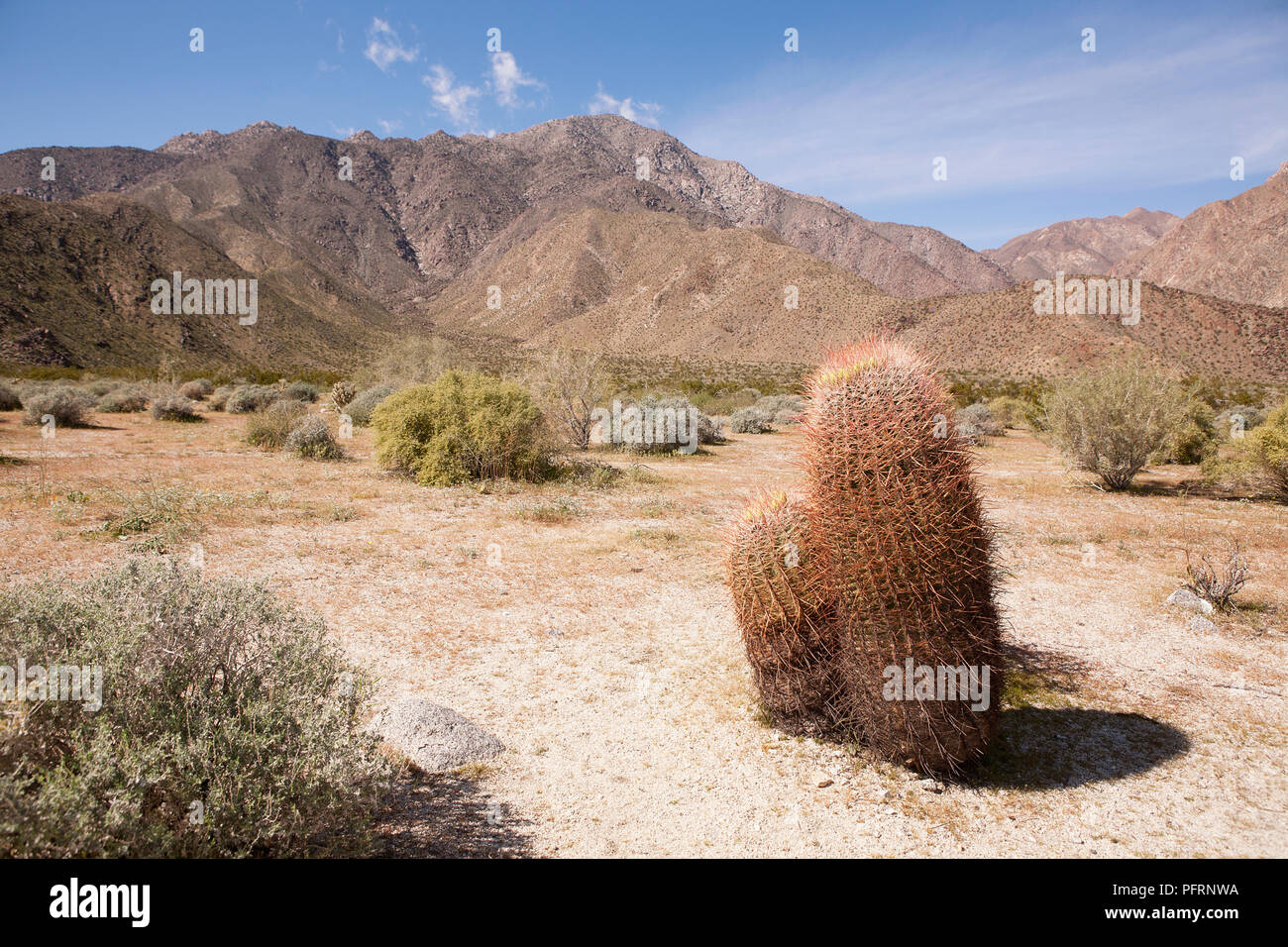 USA, Kalifornien, Anza-Borrego Desert State Park, barrel Kaktus in Colorado Wüste mit Bergen im Hintergrund Stockfoto