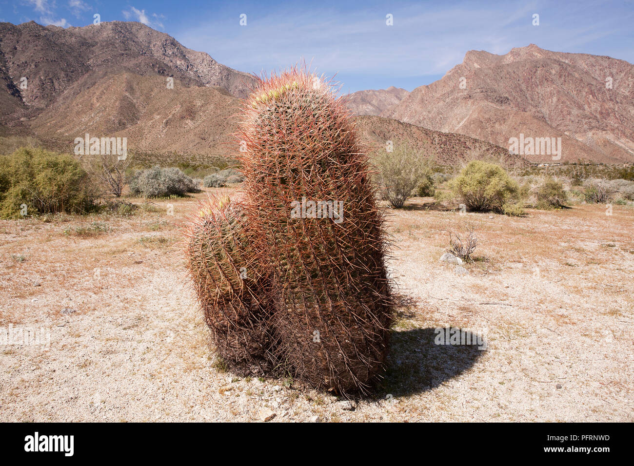 USA, Kalifornien, Anza-Borrego Desert State Park, barrel Kaktus in Colorado Wüste mit Bergen im Hintergrund, Nahaufnahme Stockfoto