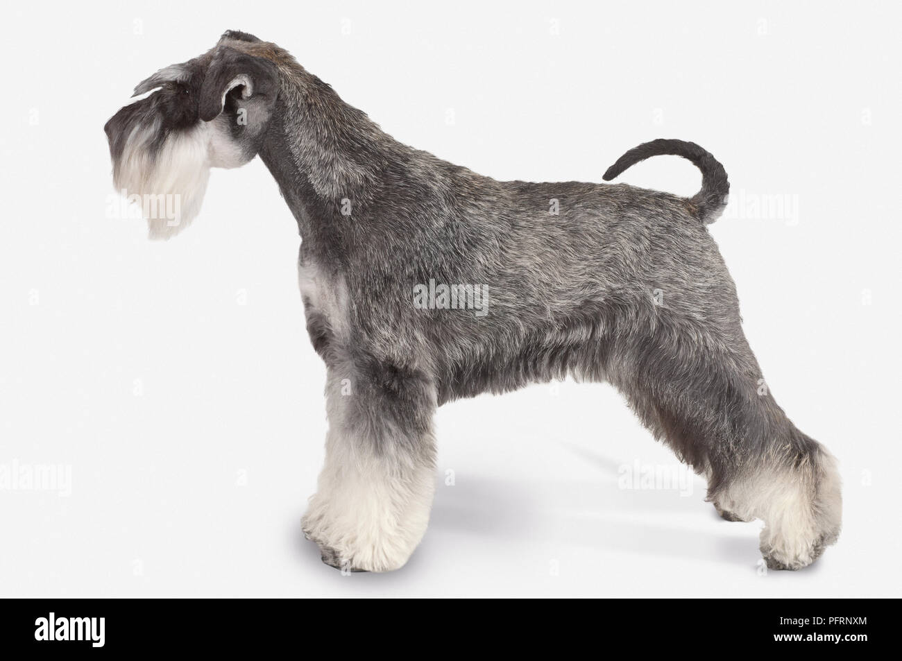 Schwarz und Silber Zwergschnauzer Hund, stehend Stockfoto