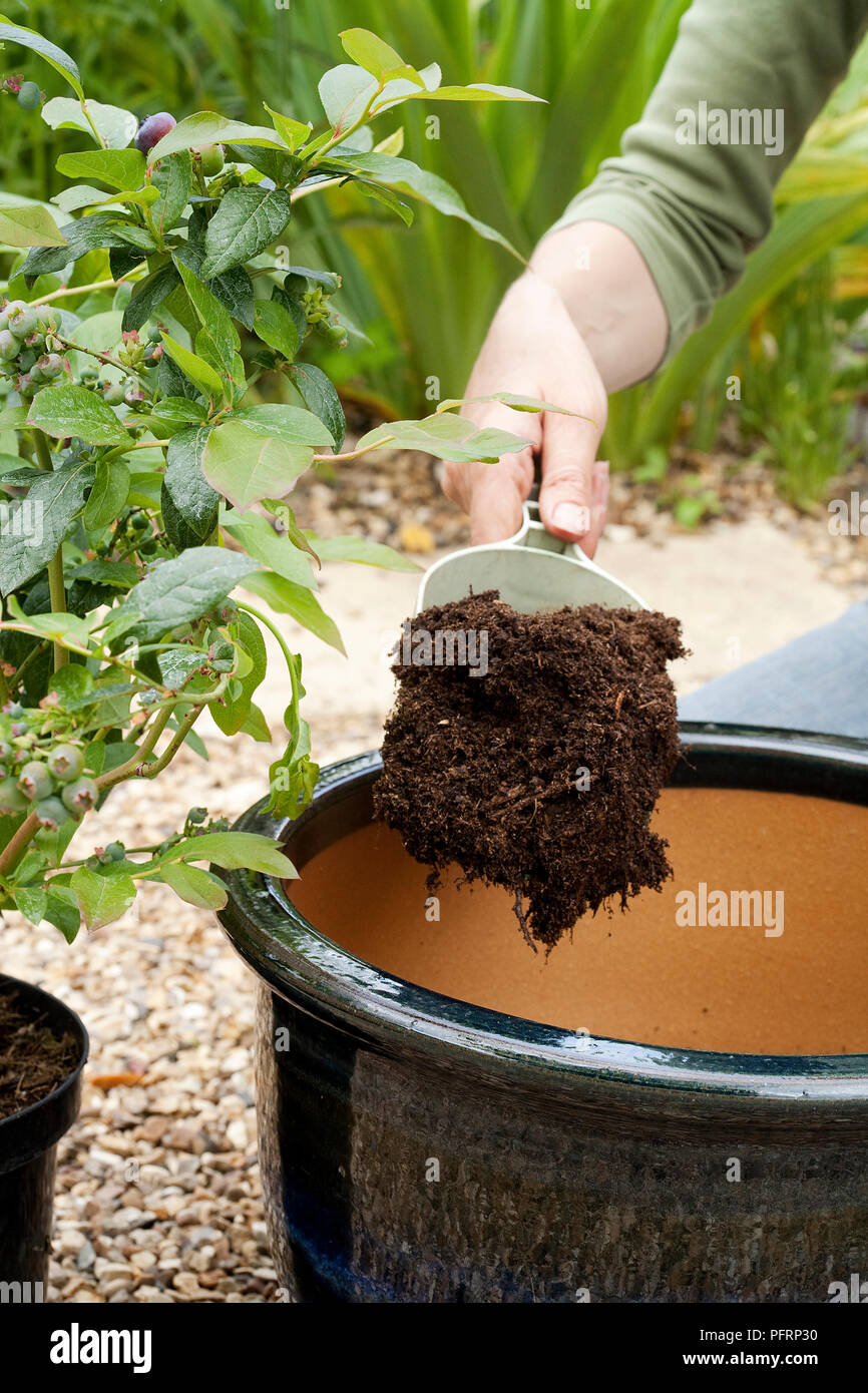 Das Einpflanzen einer blueberry Pflanze aus glasiertem Terrakotta Topf, Hinzufügen von ericaceen Kompost Stockfoto