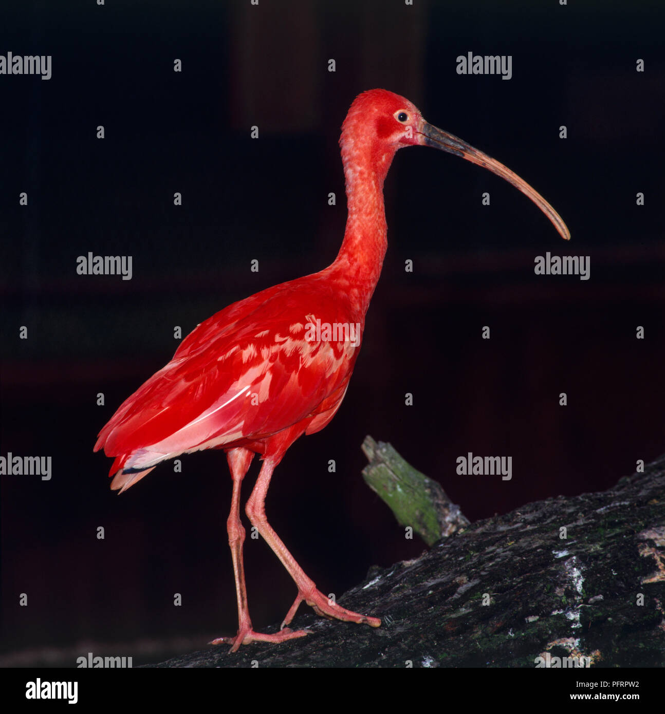 Scarlet Ibis (Eudocimus ruber) Vogelarten stehen auf Baumstamm in Zoo Stockfoto