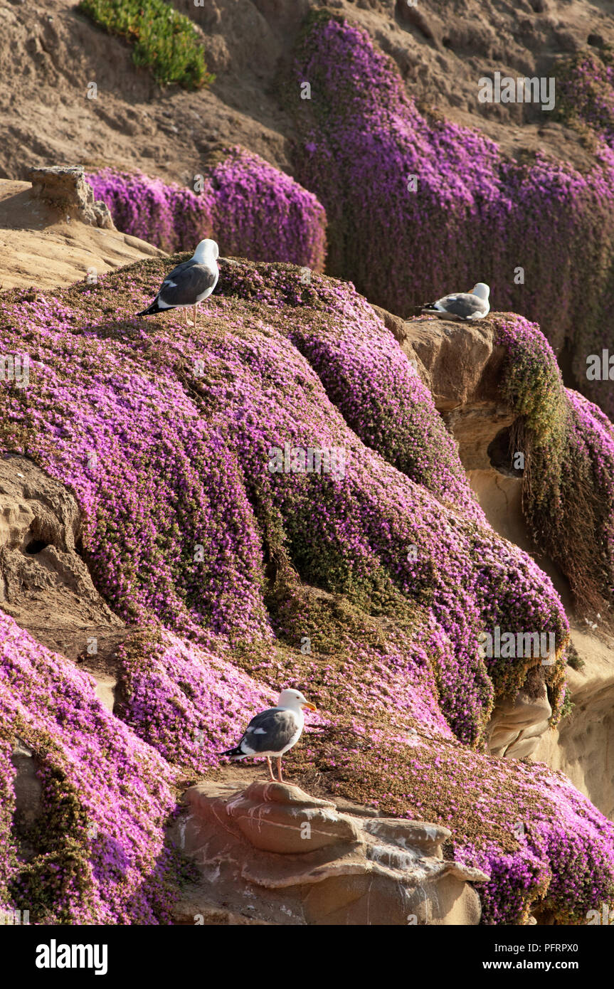 USA, Kalifornien, Kalifornien Möwe (Larus Californicus) auf lila Felsen von La Jolla Cove Stockfoto