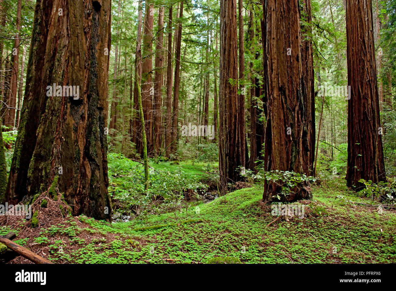 USA, Kalifornien, Sonoma County, Armstrong Redwoods State Park, Bäume im Wald Stockfoto