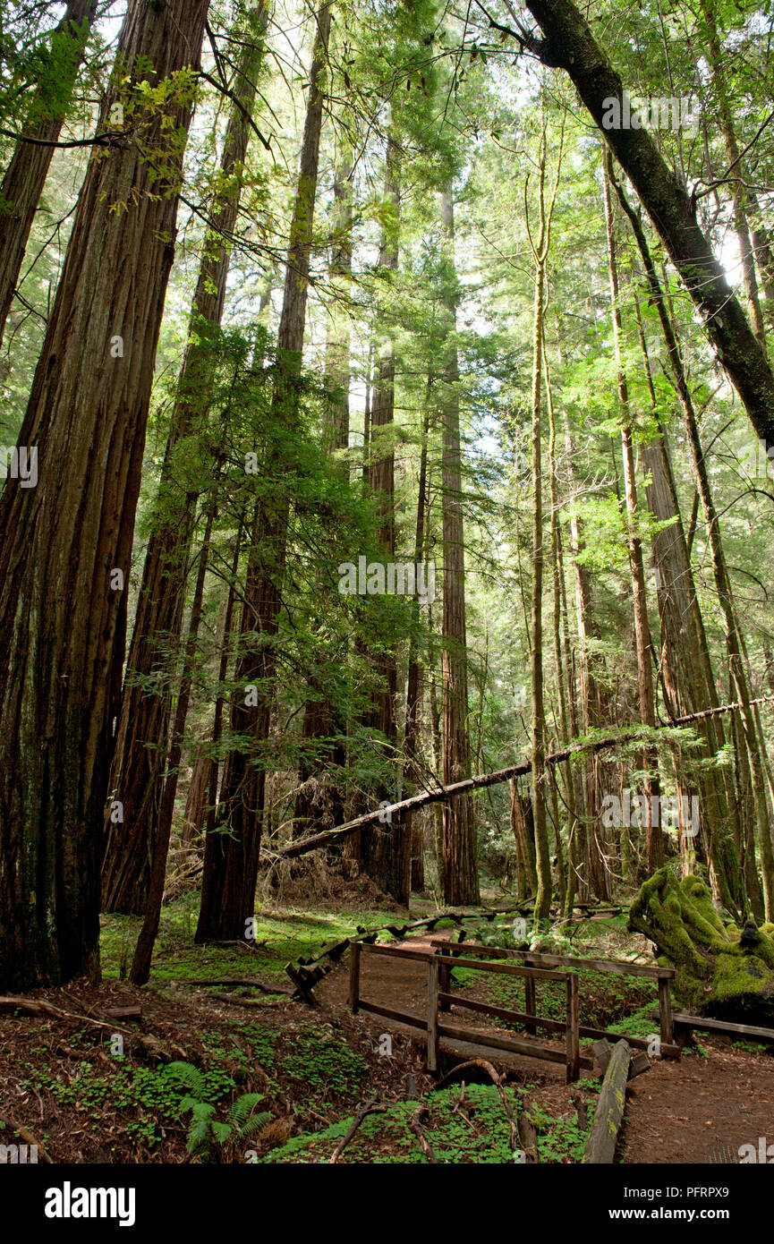 USA, Kalifornien, Sonoma County, Armstrong Redwoods State Park, Dirt Track über die Brücke und Stream unter hohen Bäumen im Wald Stockfoto