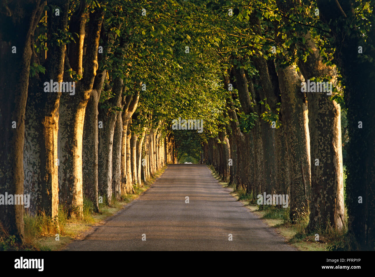 Frankreich, Provence, von Bäumen gesäumten Landstraße Stockfoto