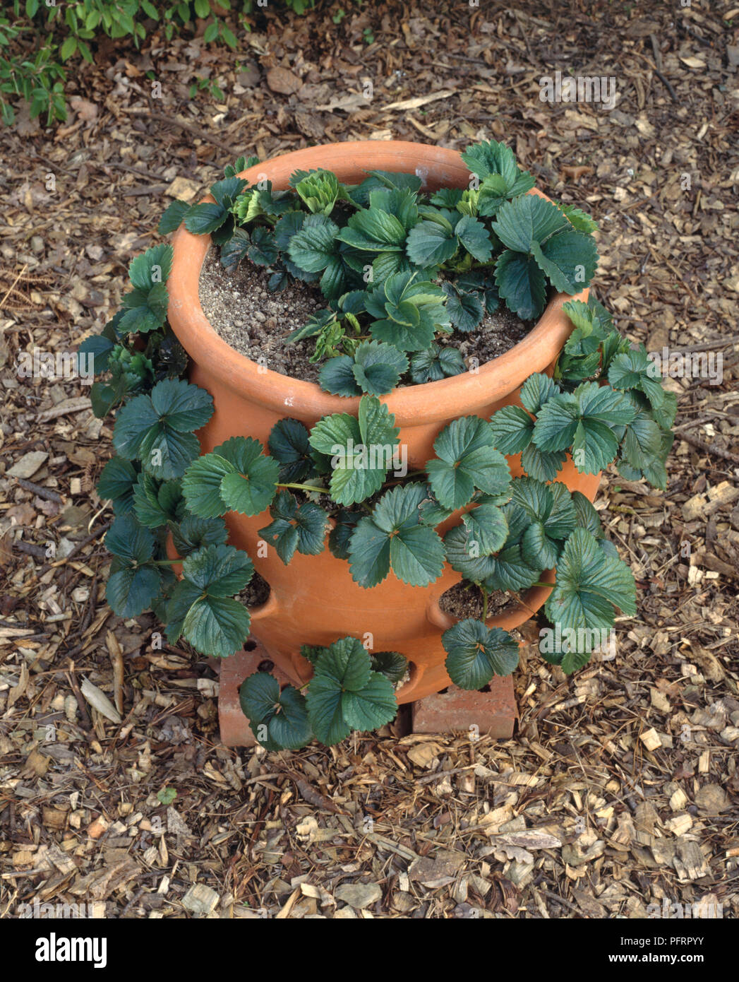 Strawberry plant in terracotta pot Fotos und Bildmaterial in hoher