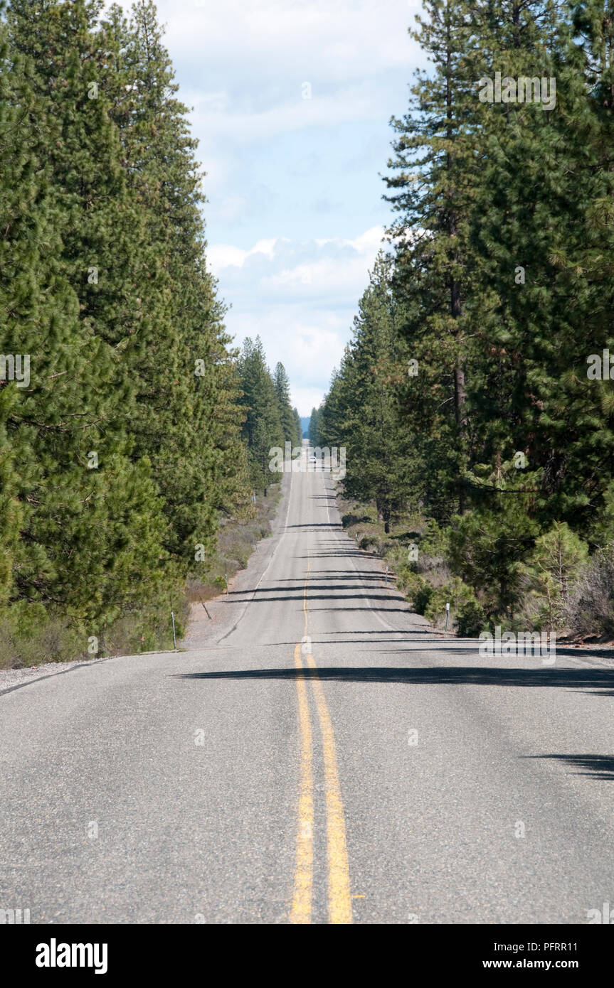 USA, Kalifornien, McCloud, von Bäumen gesäumten Straße laufen zu lassen Park Stockfoto