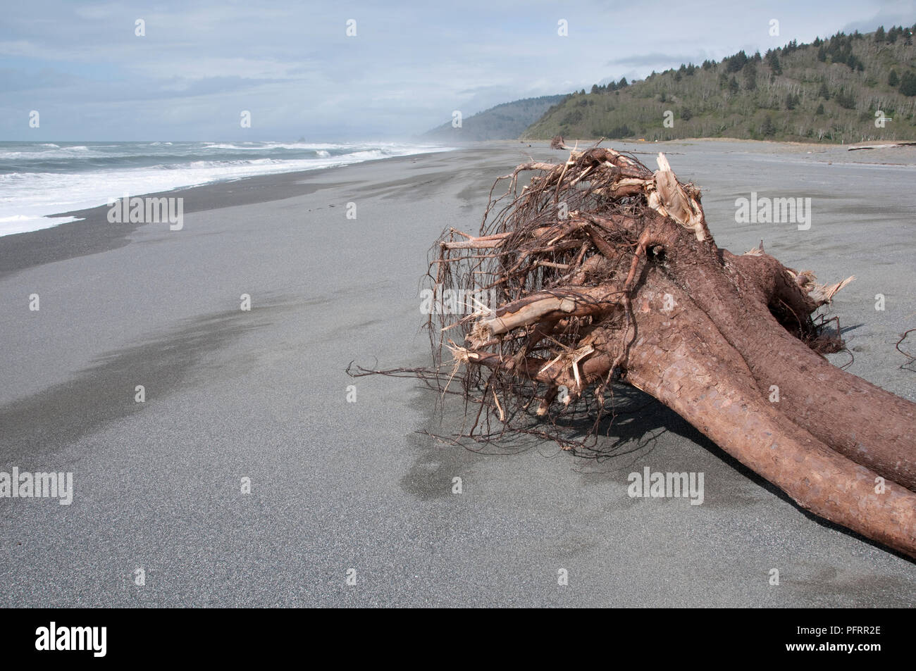 USA, Kalifornien, Humboldt County, Humboldt Lagunen State Park, Treibholz am Strand Stockfoto