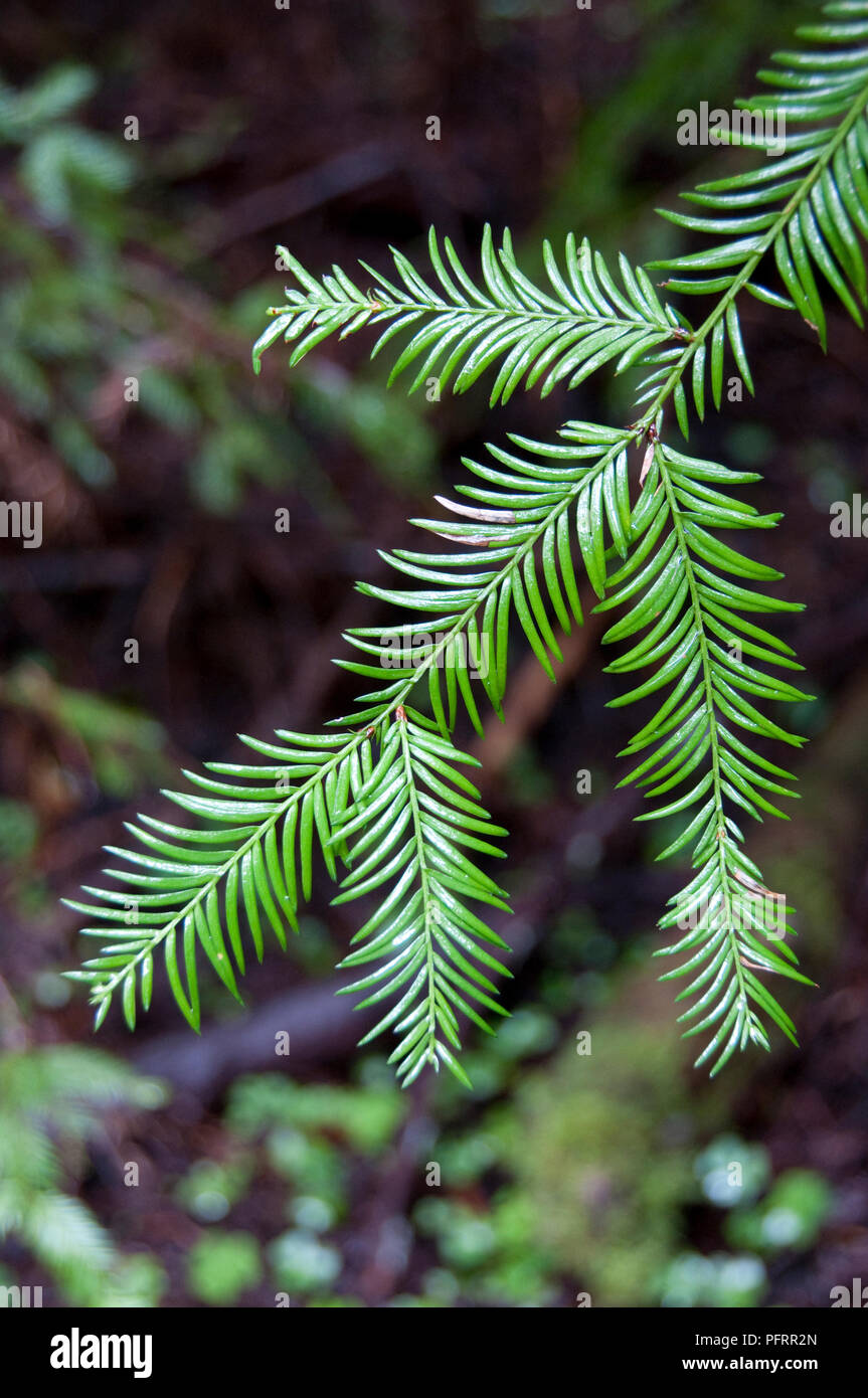 USA, Kalifornien, Humboldt County, Humboldt Redwoods State Park, der Gründer von Grove, in der Nähe von Blatt von Sequoia sempervirens (Coast Redwood) Stockfoto