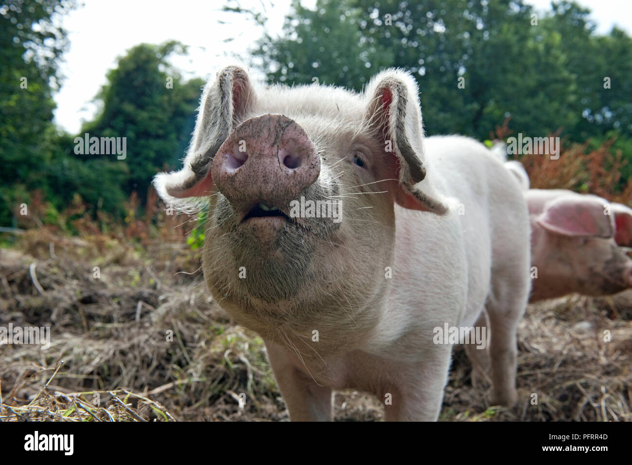 Vorderansicht eines freien Bereich Schwein Stockfoto