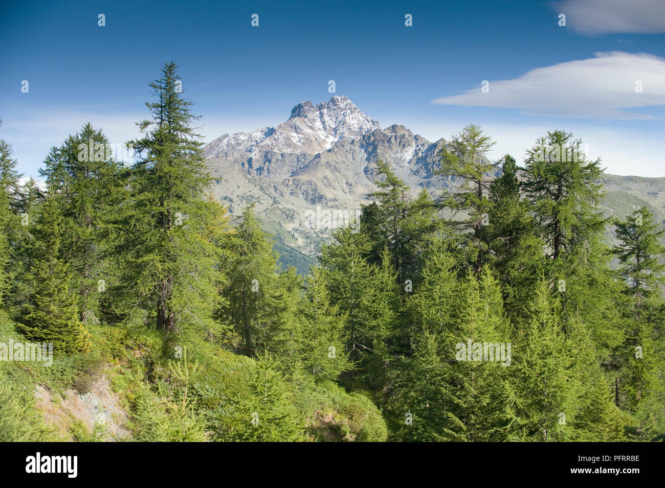 Italien, Piemont, Cuneo, Valle Varaita, Bäume im Berglandschaft Stockfoto