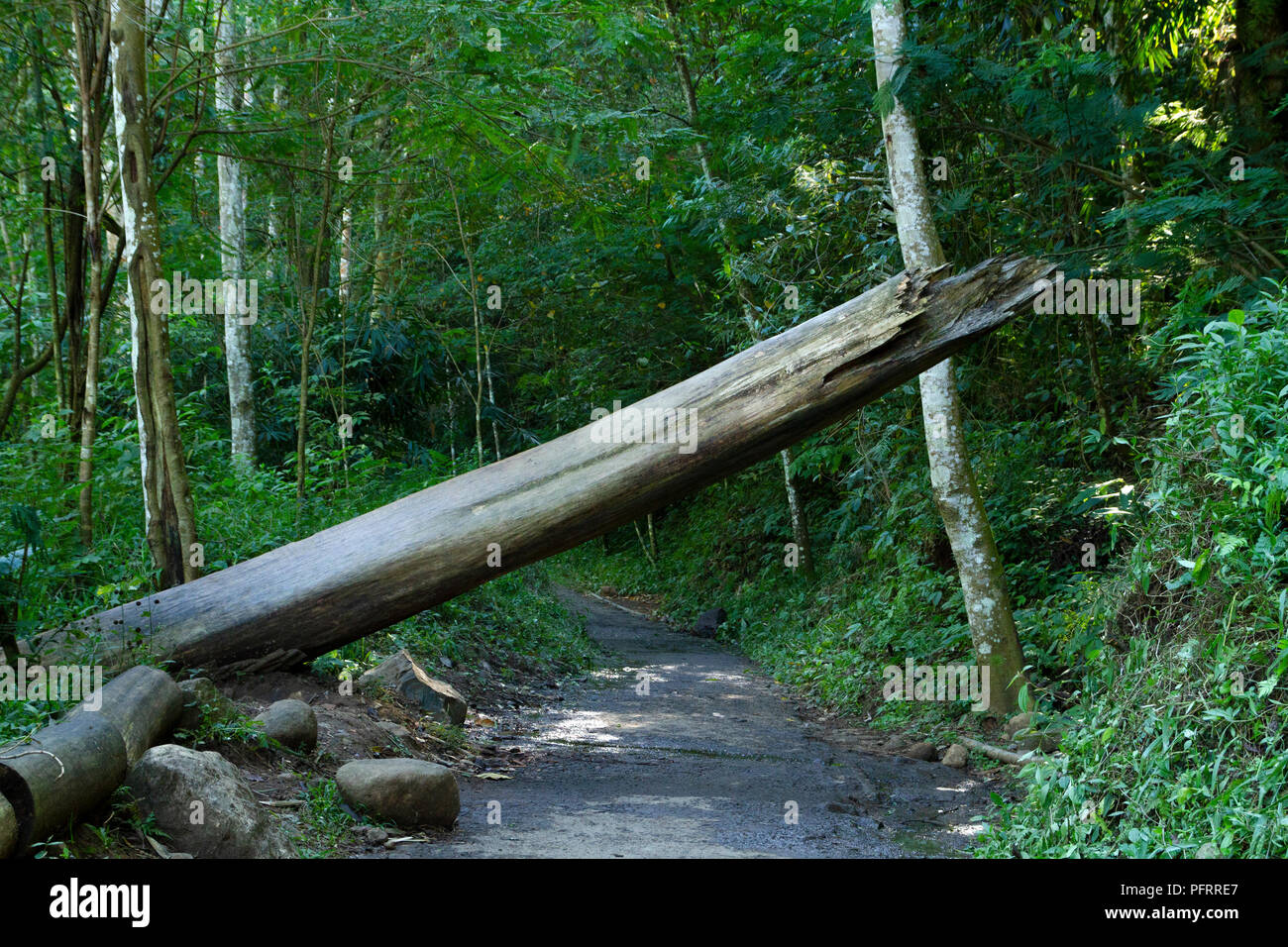 Gebrochene Baumstamm auf dem Fußweg Stockfoto