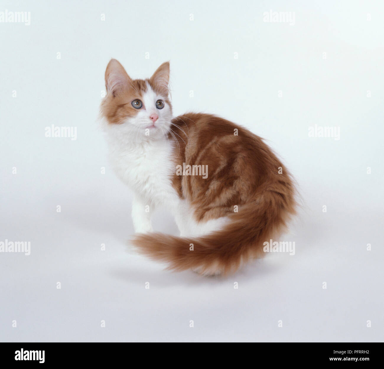Türkisch Angora Bicolor red Classic tabby und weiße Katze Stockfoto