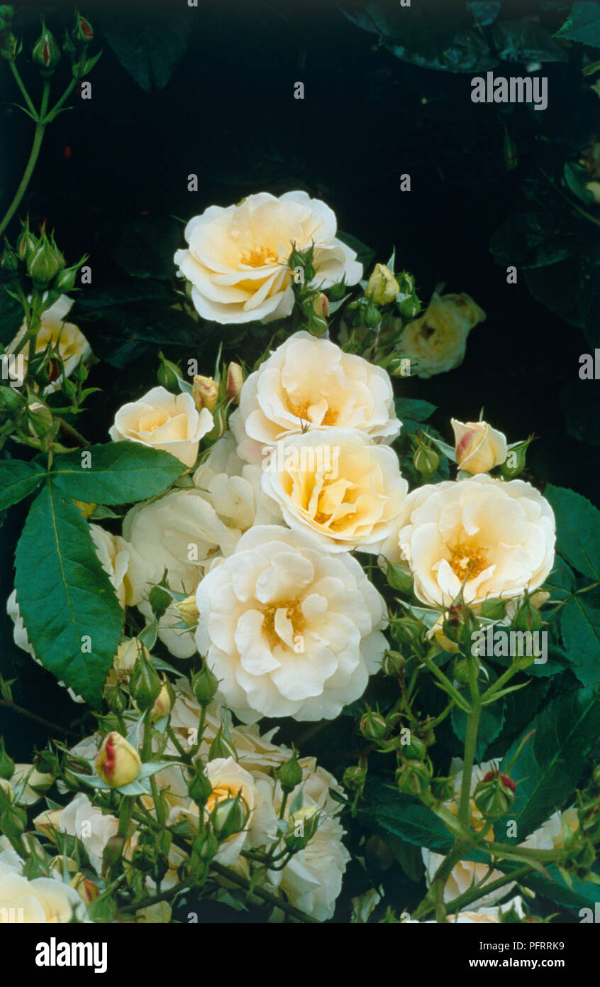 Gelb-creme Blumen und Blätter von Rosa' Hakuun", eine Art von Cluster-blühenden Bush Rose Stockfoto