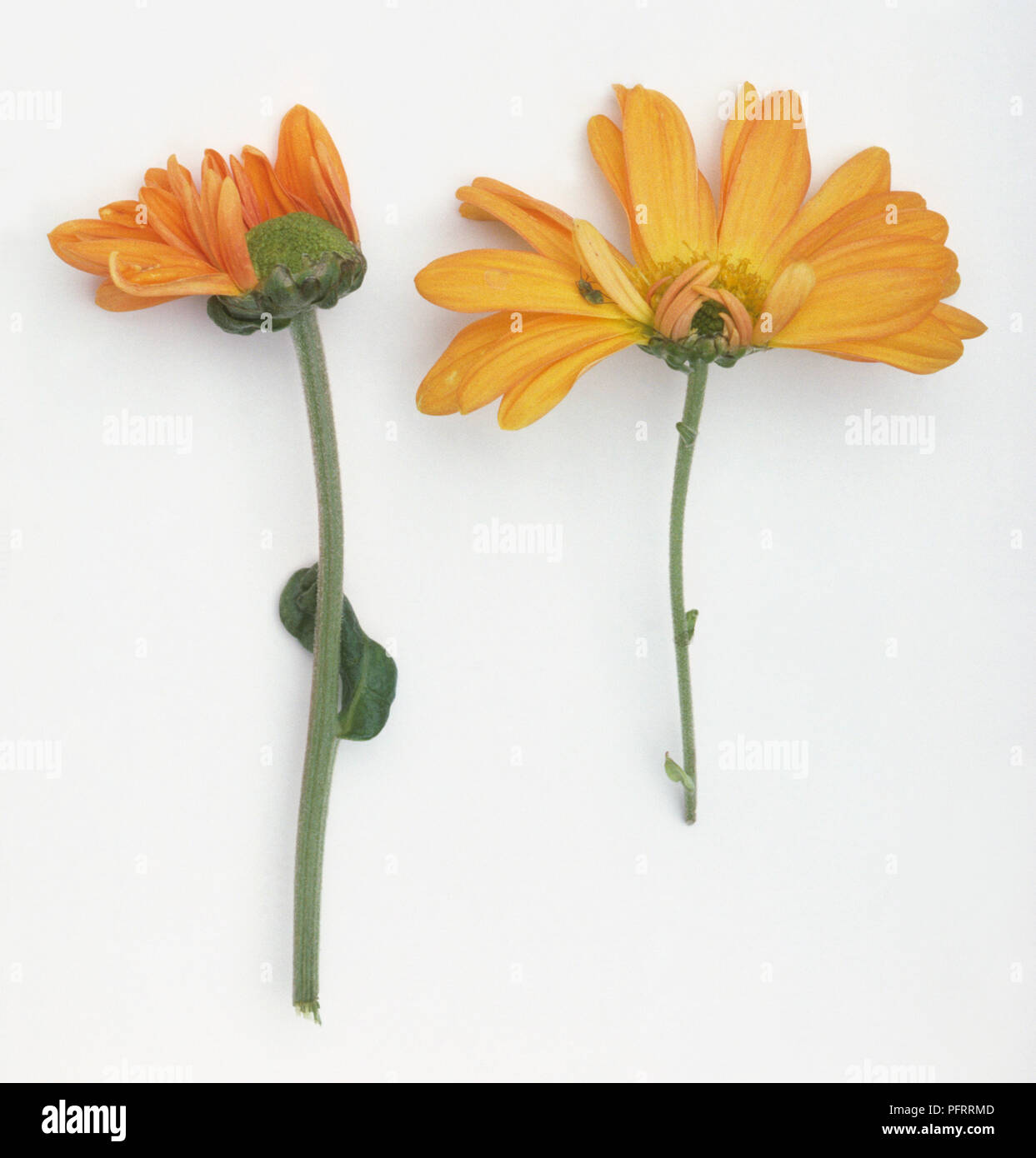 Blumen, die unregelmässig mit Verkümmerten ray Blütenblätter durch Bud Befall zu Capsid entwickelt haben. Stockfoto