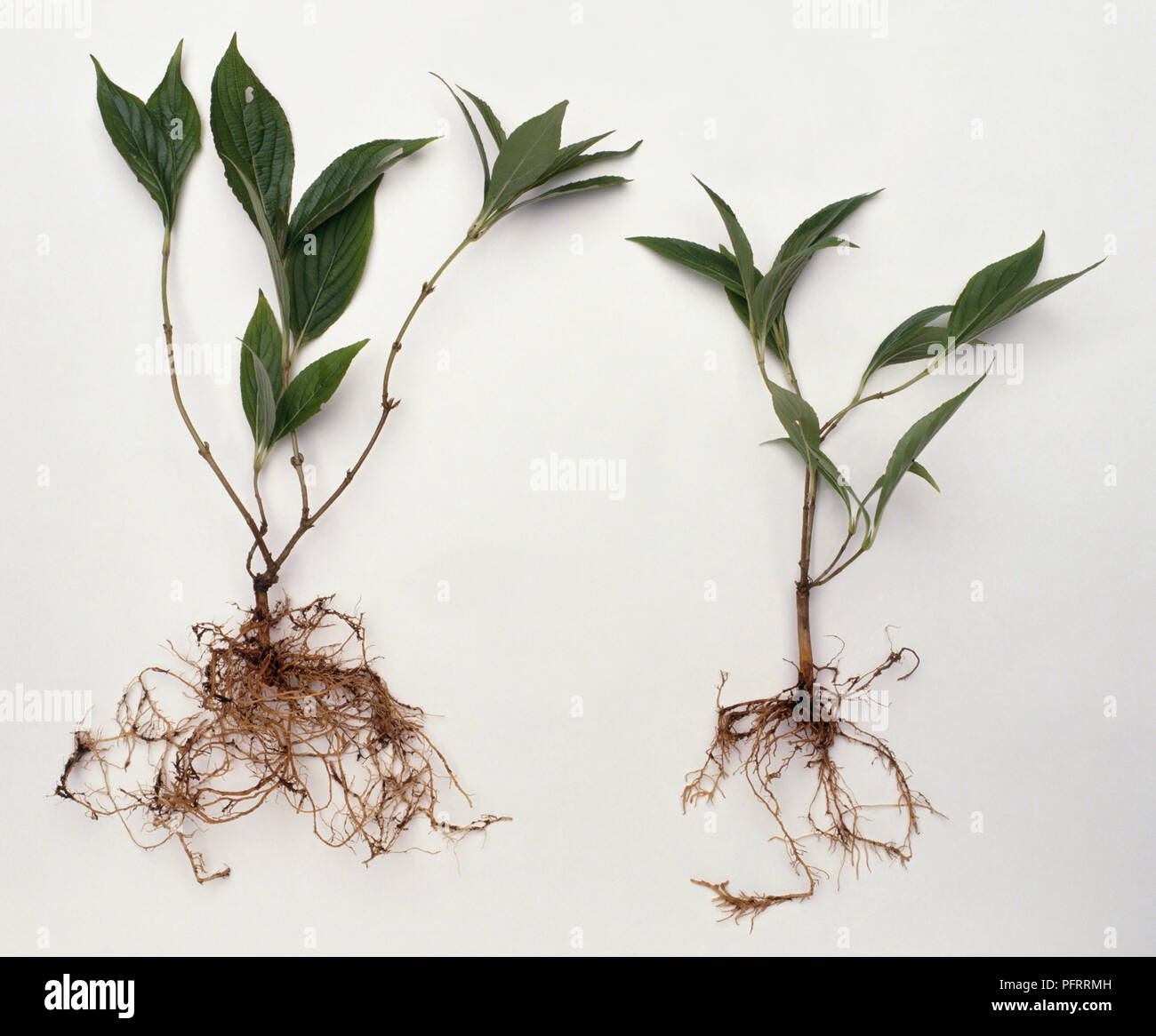 Semiripe Weigela Stecklinge, Wurzeln und neues Wachstum die