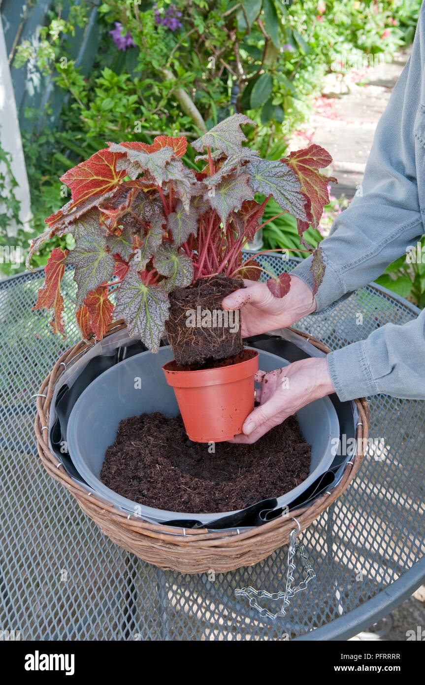 Person vorsichtig entfernen Begonia von Blumentopf oben hängenden Korb auf den Tisch mit der Bohrung im Kompost Neubepflanzung bereit Stockfoto