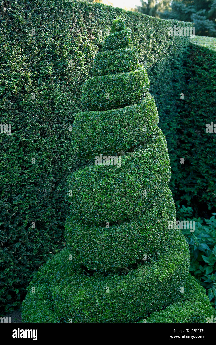 Buchsbaum (Box) Formgehölze Spirale vor der Hecke im Garten Stockfoto