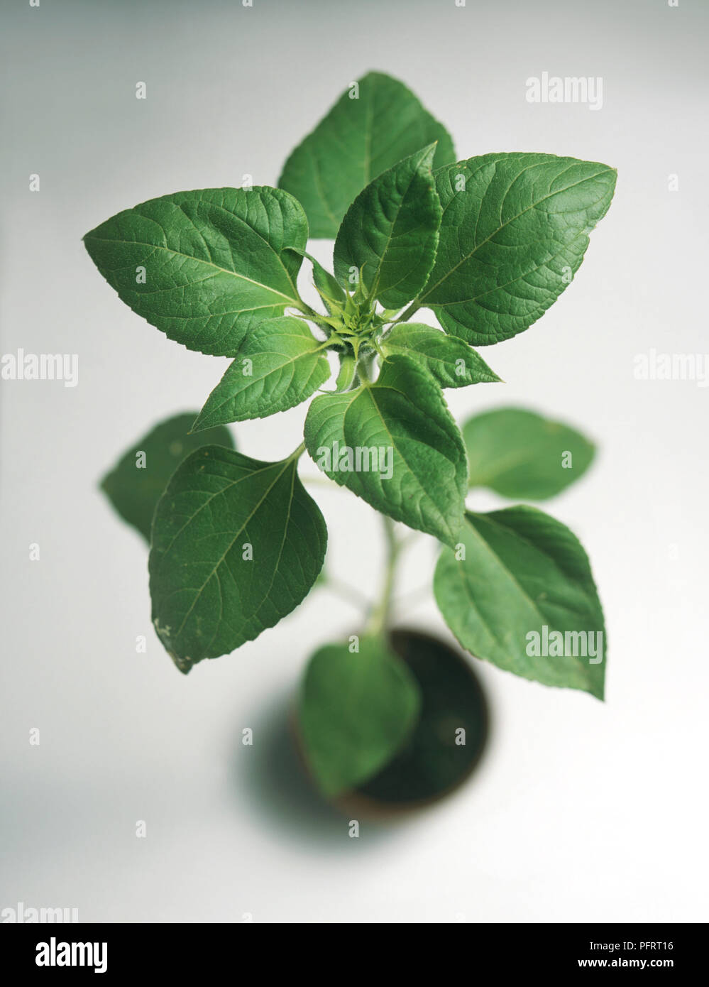 Nahaufnahme der Blätter von einem vergossenen Sonnenblume Anlage Stockfoto