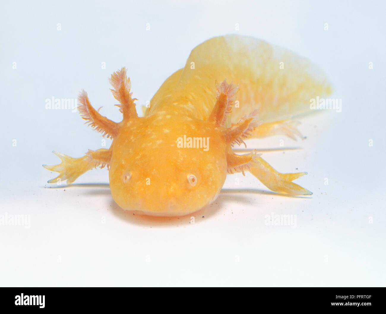 Baby axolotl (Ambystoma mexicanum), Ansicht von vorne Stockfoto