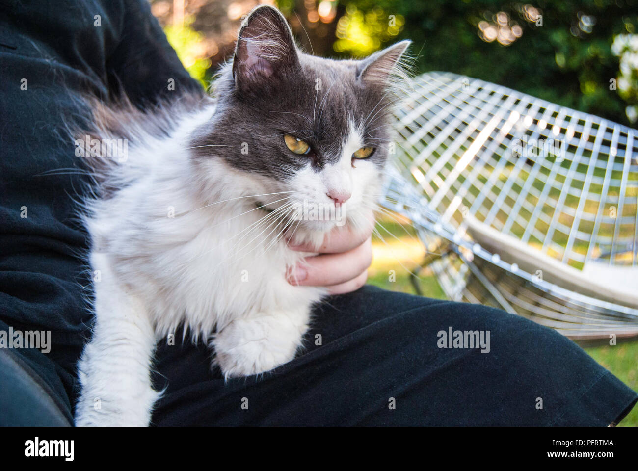 Schöne Katze als Haustier während der Sitzung in den Schoß Stockfoto
