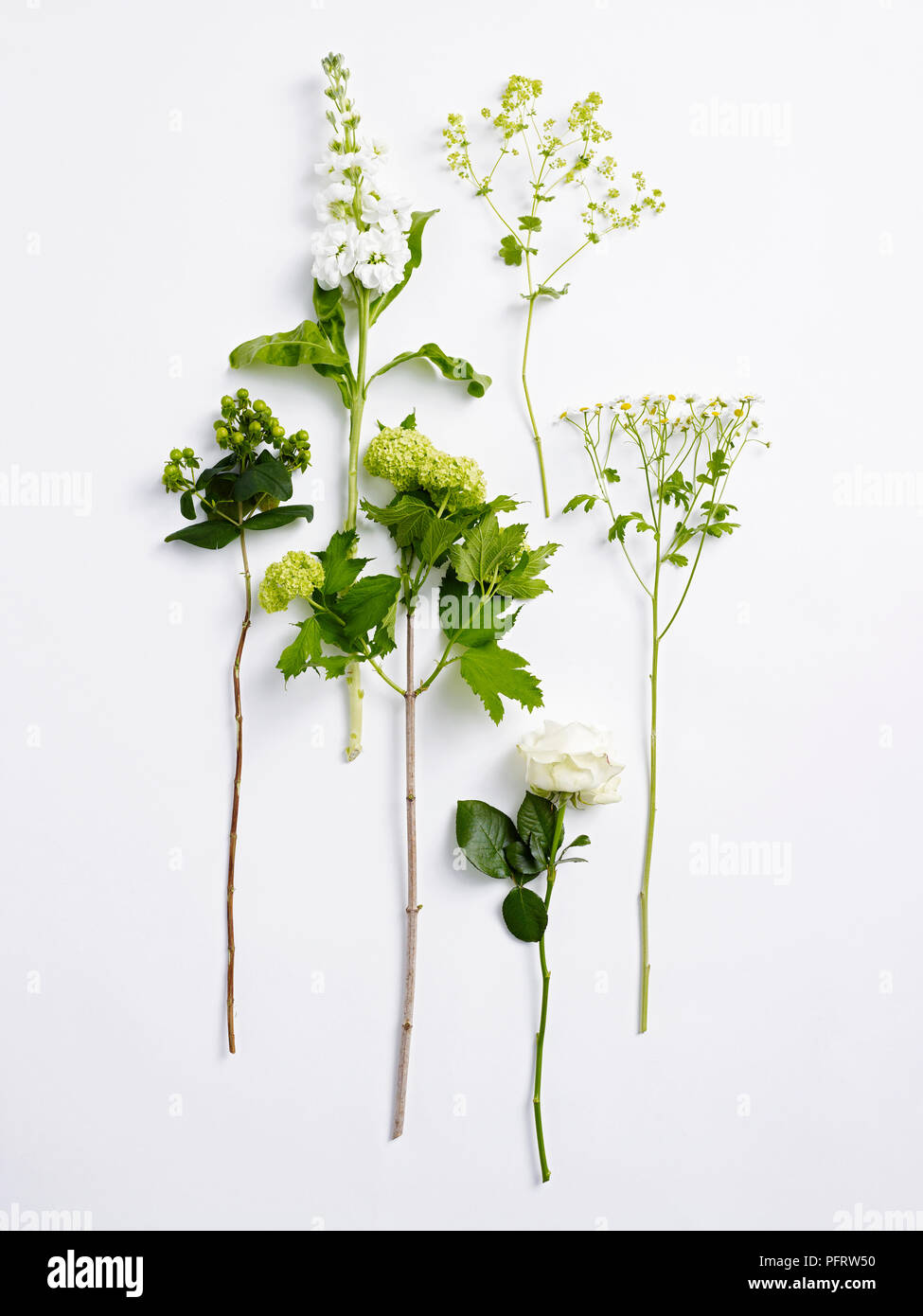 Blumen für die Flower Arrangement, grüne Hypericum, weiß lieferbar, Gefüllte Schneeball, alchemilla Mollis, weiße Rose, Kamille Stockfoto