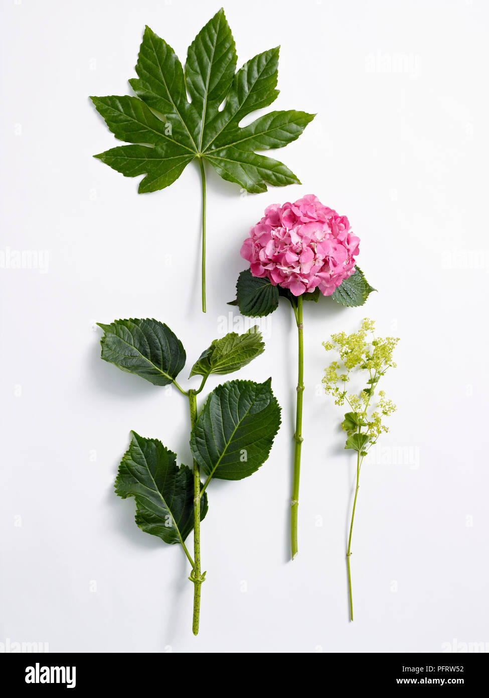 Blumen für die Flower Arrangement, Aralia Blatt, Blatt, Hortensie Hortensie, Alchemilla Mollis Stockfoto