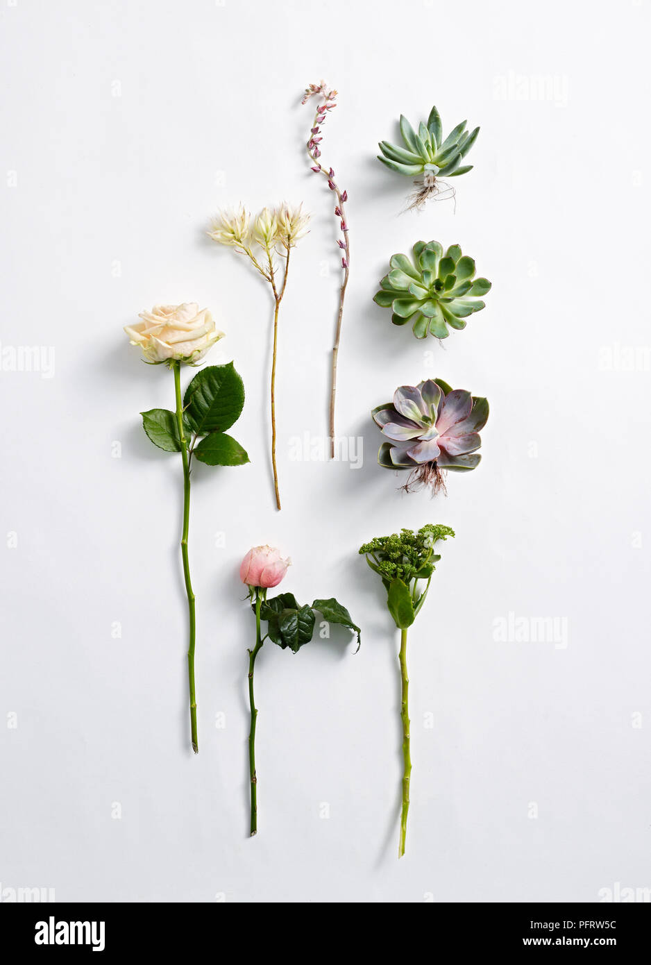 Sukkulenten und Rosen für Blume anordnen Stockfoto