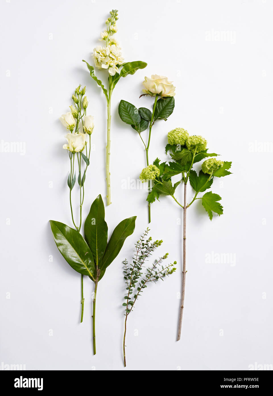 Pflanzen Präsentation Garbe, Lagerbestand, Lisianthus zu erstellen, Gefüllte Schneeball, Rose, Magnolie Blattstängel, Eukalyptus parvifolia Stockfoto