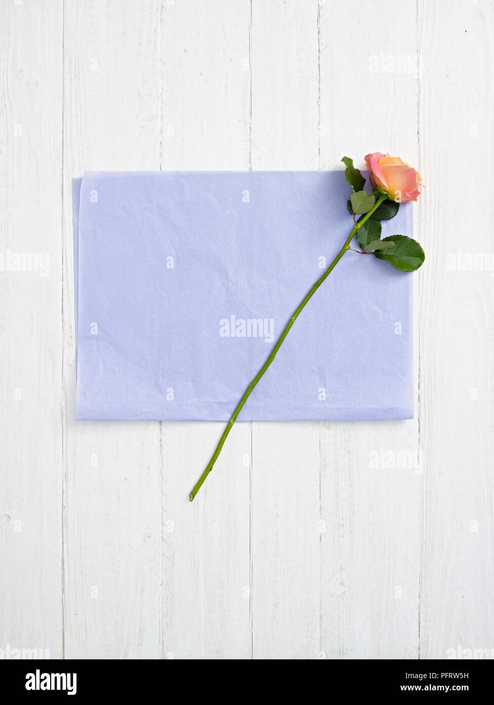 Pfirsich 'Miss Piggy' Rose auf Blatt Blume Geschenkpapier Stockfoto