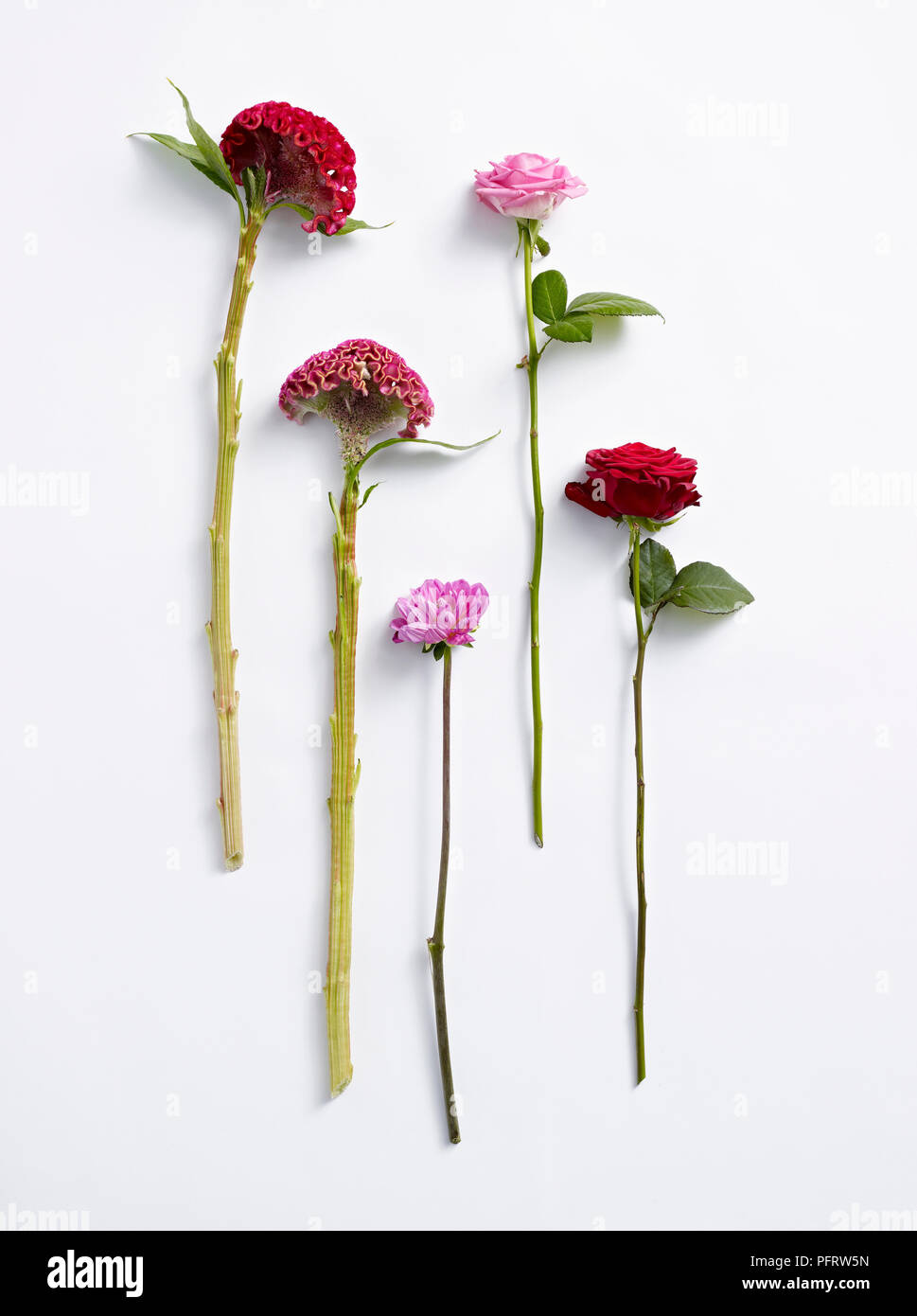 Blumen für die Flower Arrangement, rot Celosia, rosa Celosia, Pink Dahlia, Rosa acqua Rose, rote 'Grand Prix' Rose Stockfoto