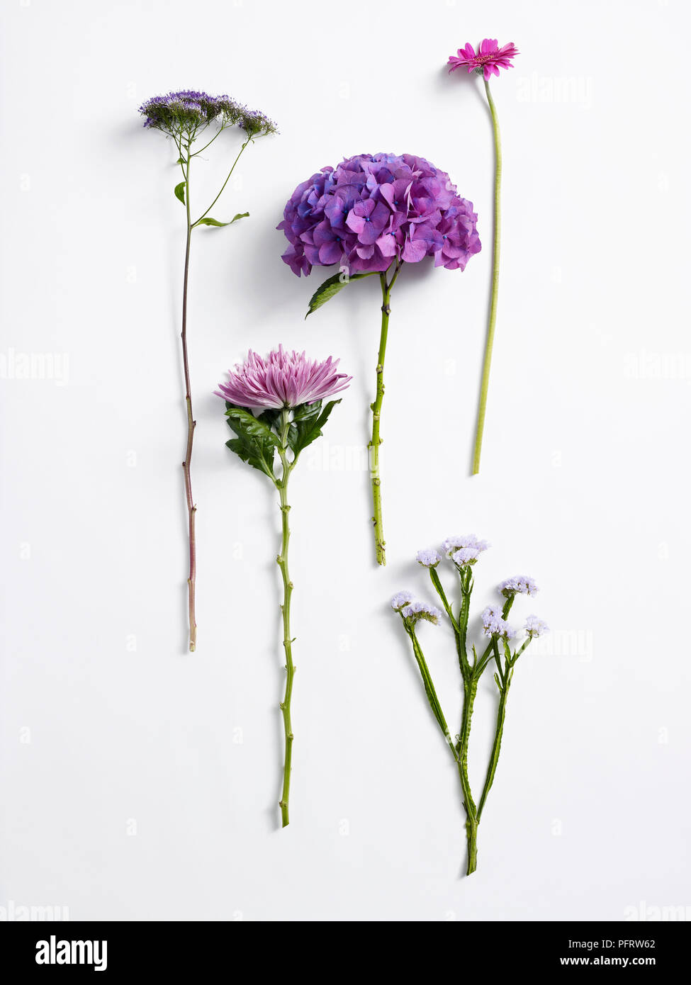 Blumen für die Flower Arrangement, Statice, Chrysantheme, trachelium, Hortensie, germini Stockfoto