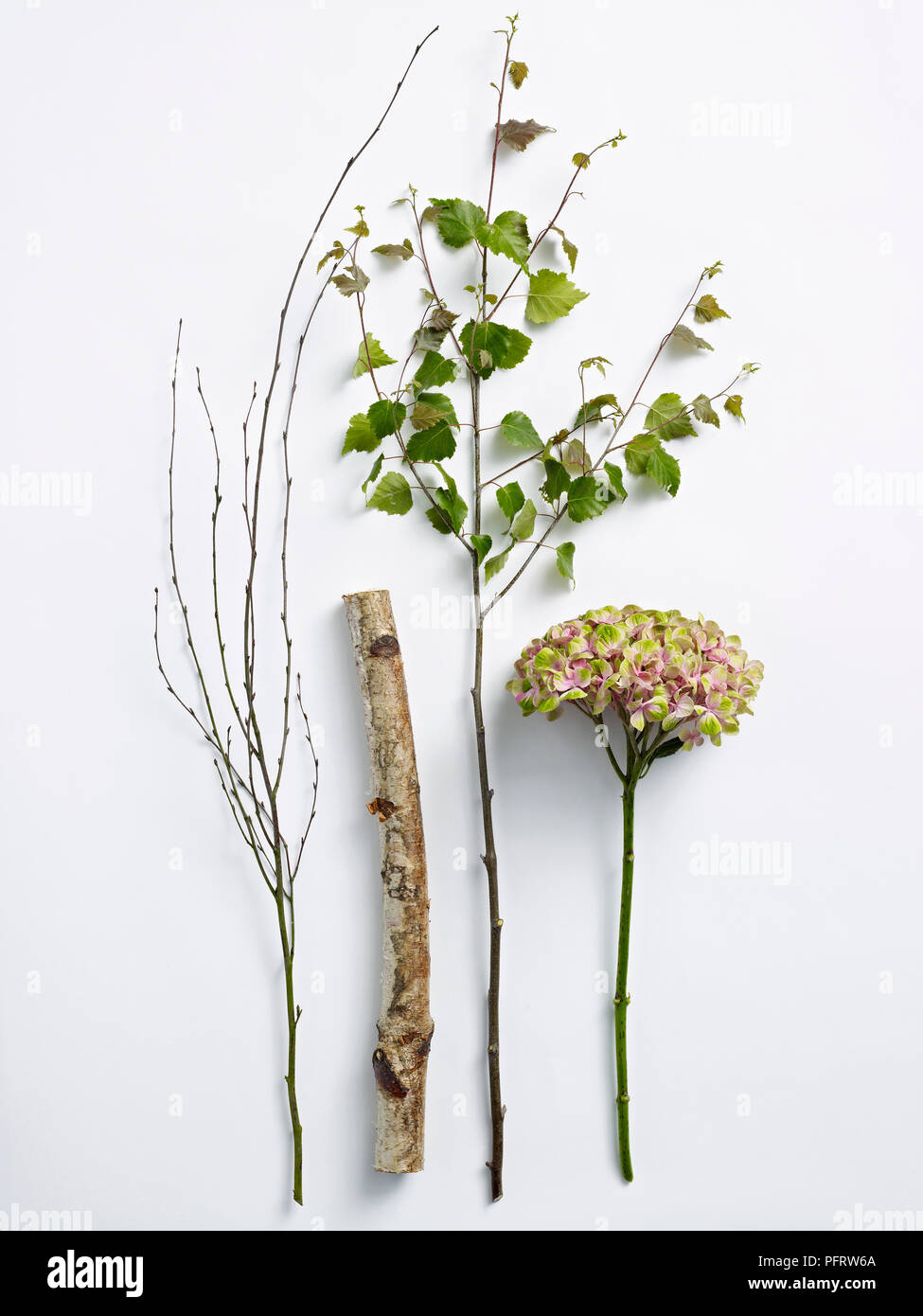 Pflanzen für Hortensie und birke Blumenarrangements Stockfoto