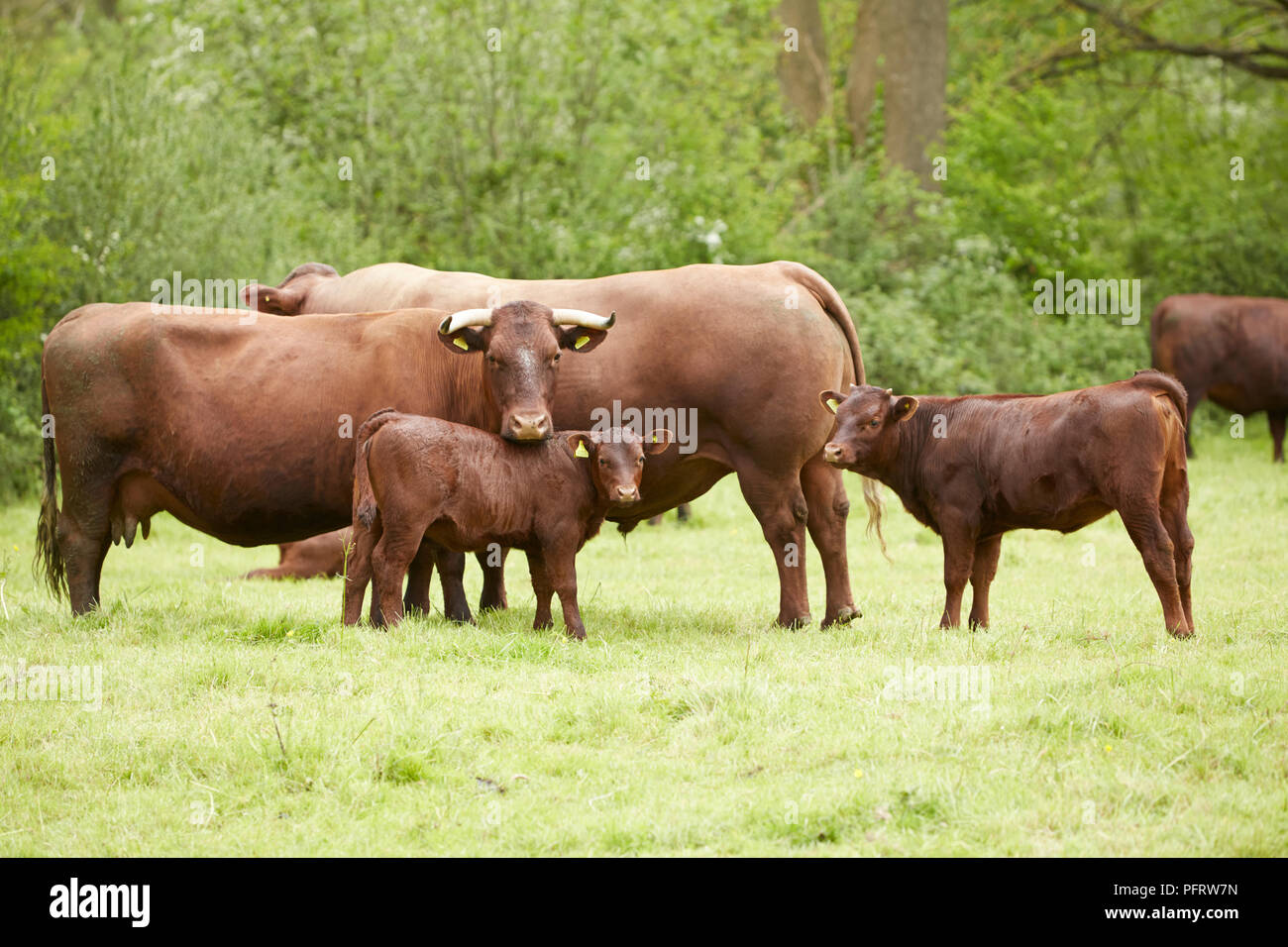 Herde von braunen Rinder, Kühe und Kälber Stockfoto